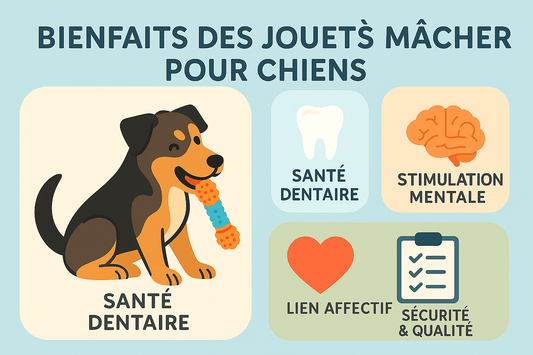 Top 10 des Jouets à Mâcher pour Chiens Boostez le Bien-être de Votre Chien - Dognpuppytoys