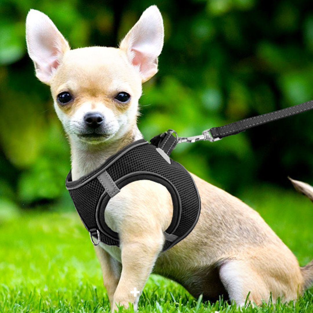 Harnais anti traction chien Noir  - CloudNess