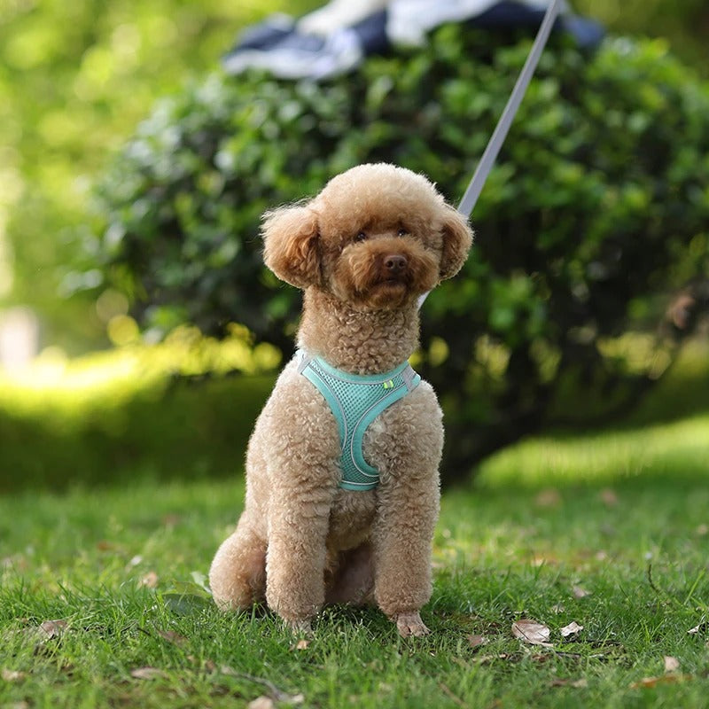 Harnais anti traction chien - Bleu  CloudNess