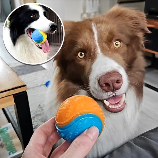 Balle pour Chien | BounceBuddy - Dognpuppytoys