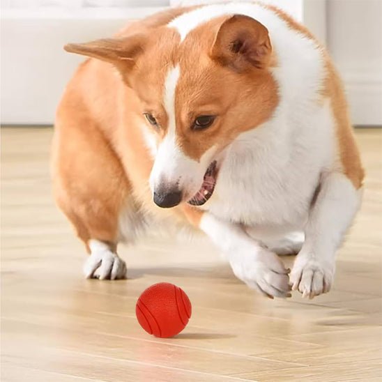 Balle pour chien - Le jouet indestructible - Dognpuppytoys
