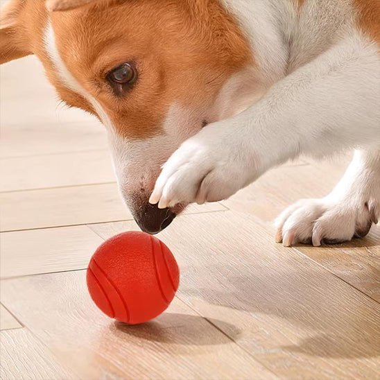 Balle pour chien - Le jouet indestructible - Dognpuppytoys