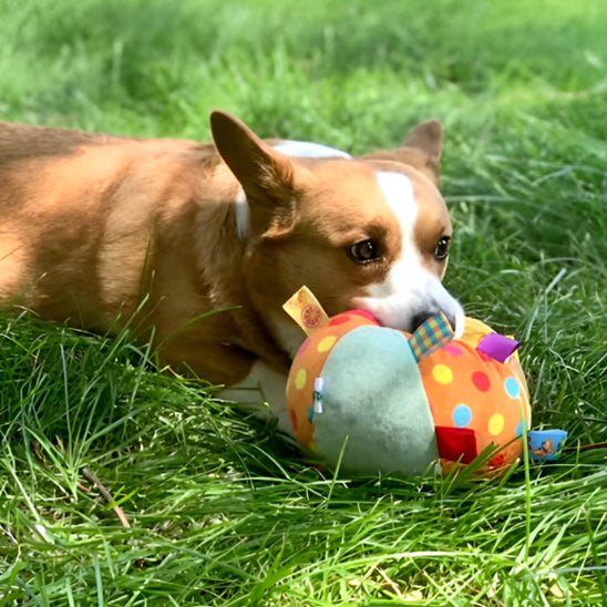 Balle pour chien pawroll - Dognpuppytoys