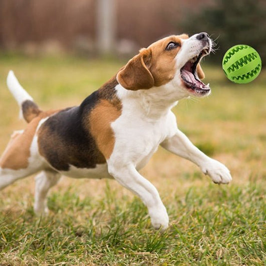 Balle pour chien - PawsBrush - Dognpuppytoys