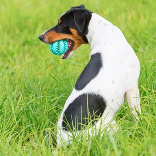 Balle pour chien - PawsBrush - Dognpuppytoys
