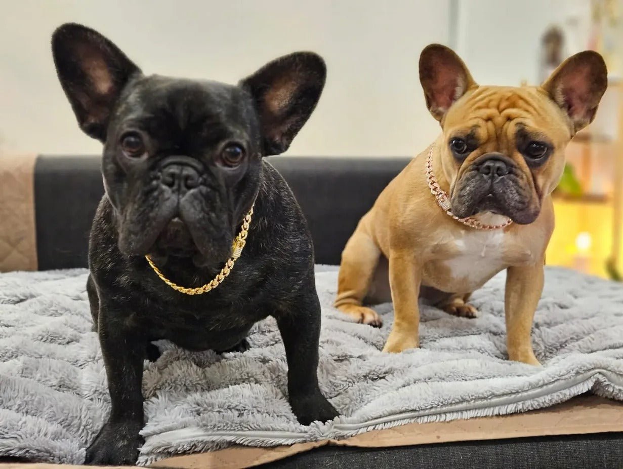 Deux bouledogues français assis sur un plaid, portant une chaîne pour chien dorée et rose de style bijou.