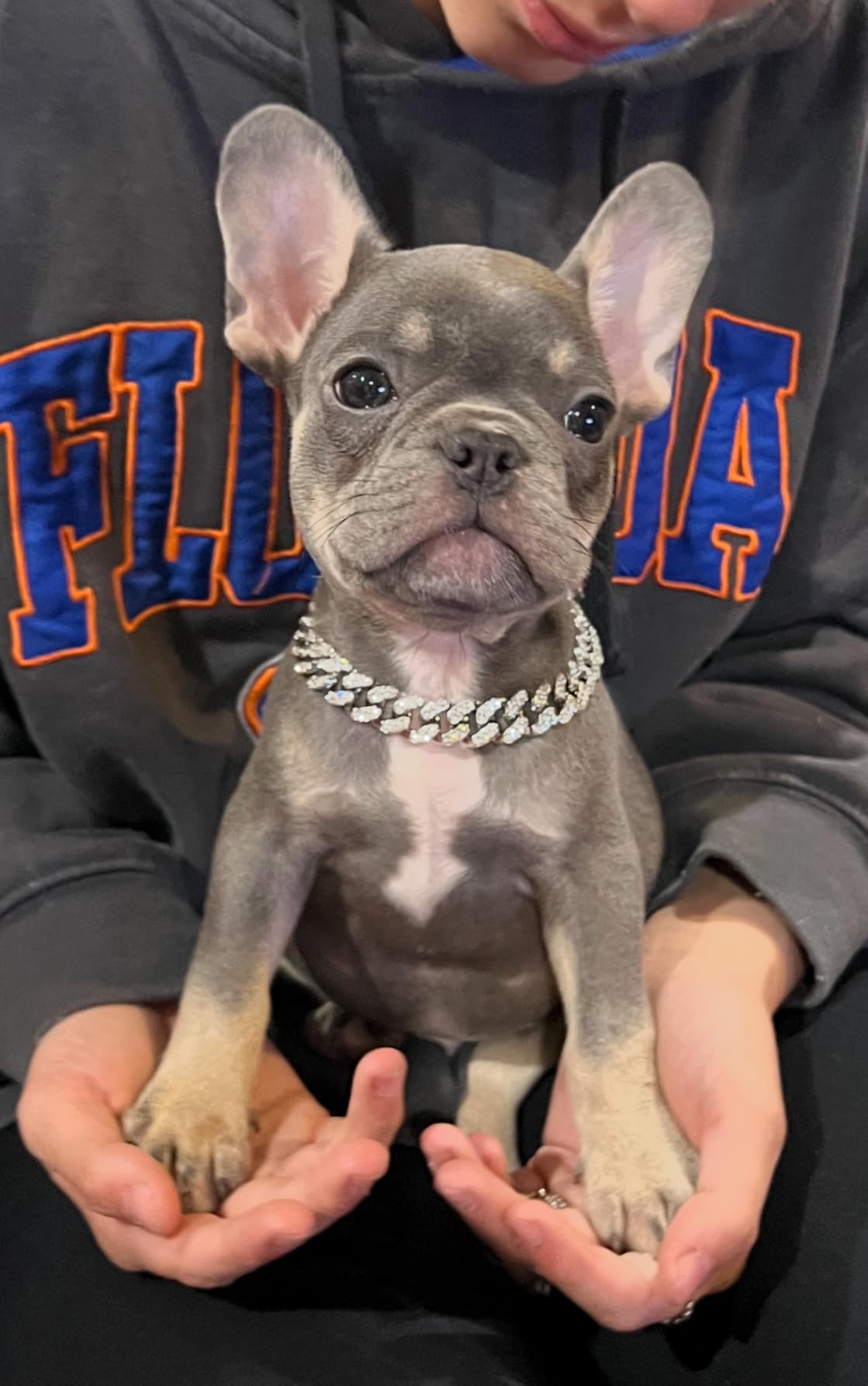 Jeune bouledogue français sur les genoux de son maître, portant une chaîne pour chien en diamants scintillants