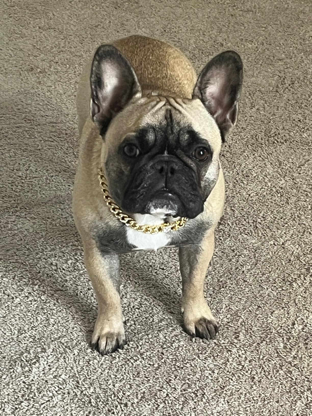 Bouledogue français beige debout sur moquette, portant une chaîne pour chien dorée brillante