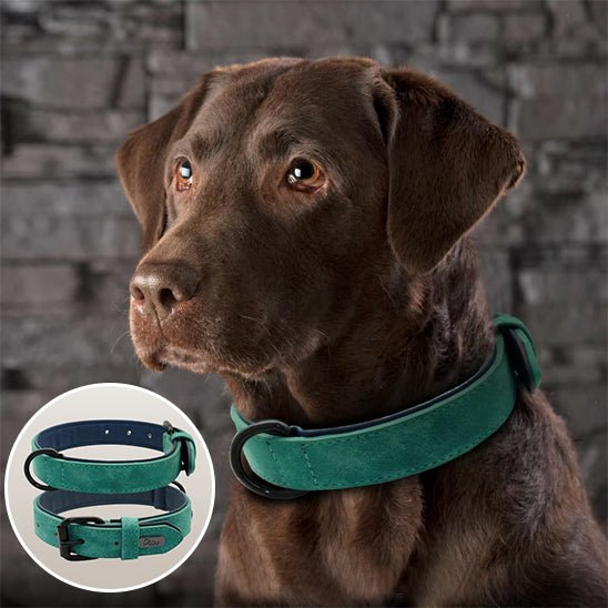 Collier chien cuir - Dognpuppytoys