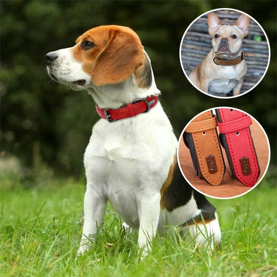 Collier chien cuir - Dognpuppytoys