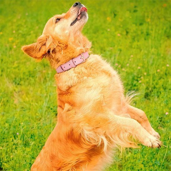 Collier chien cuir - élégance et confort BarkLuxe™ - Dognpuppytoys