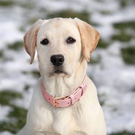 Collier chien cuir - élégance et confort BarkLuxe™ - Dognpuppytoys