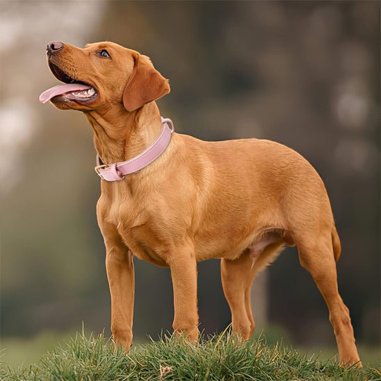 Collier chien cuir - élégance et confort BarkLuxe™ - Dognpuppytoys