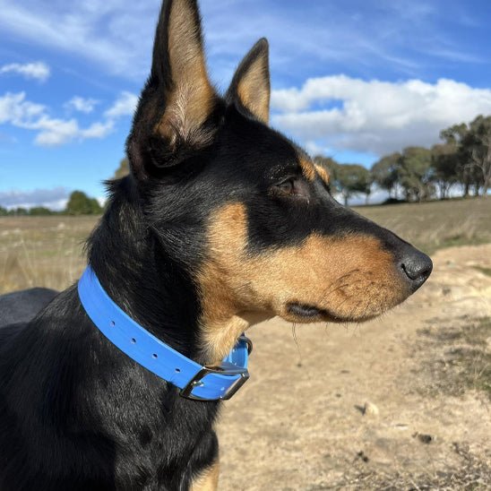 Collier chien - Qui brave la pluie, la boue et le temps - Dognpuppytoys