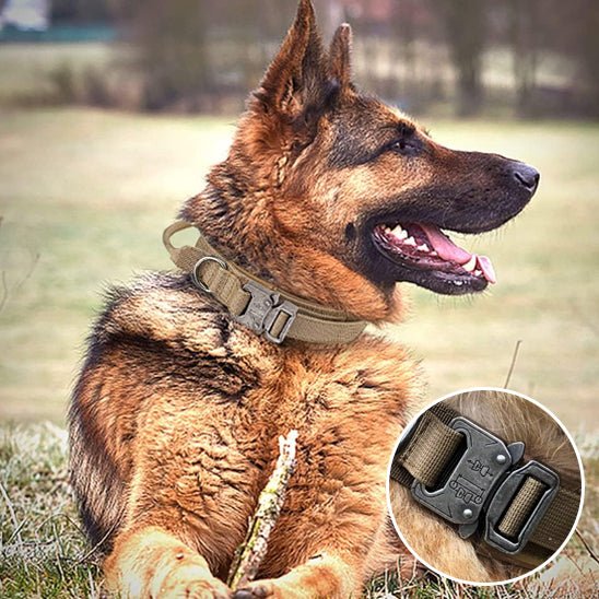 Collier Chien | TactiCollier™ - Dognpuppytoys