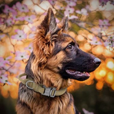 Collier Chien | TactiCollier™ - Dognpuppytoys