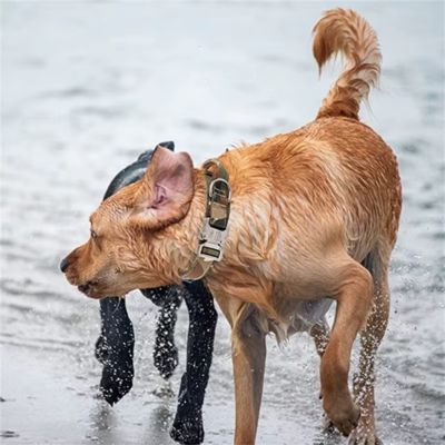 Collier Chien | TactiCollier™ - Dognpuppytoys