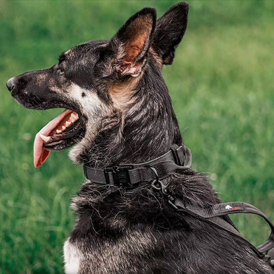 Collier Chien | TactiCollier™ - Dognpuppytoys