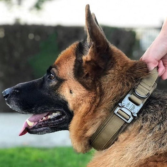 Collier Chien | TactiCollier™ - Dognpuppytoys
