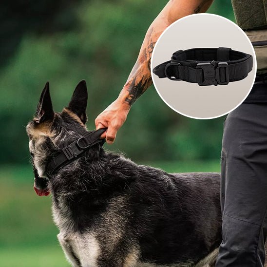 Collier Chien | TactiCollier™ - Dognpuppytoys