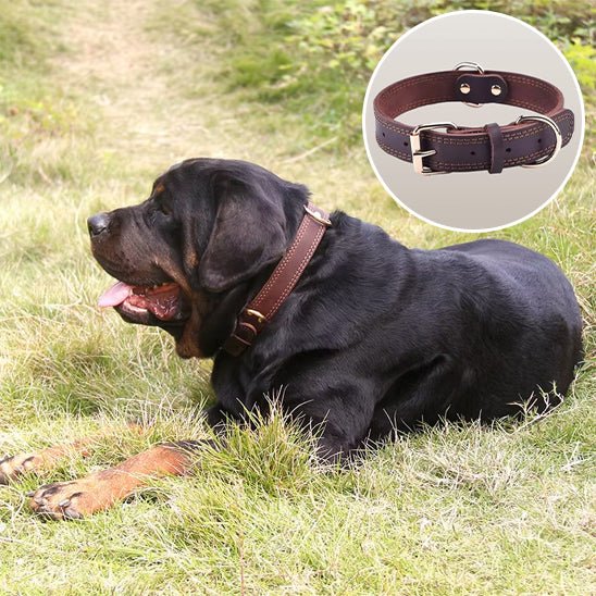 Collier cuir chien | CuirRustik™ - Dognpuppytoys