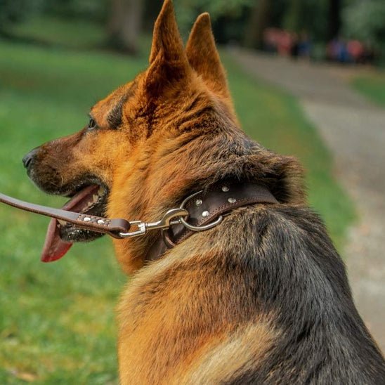 Collier cuir chien | CuirRustik™ - Dognpuppytoys
