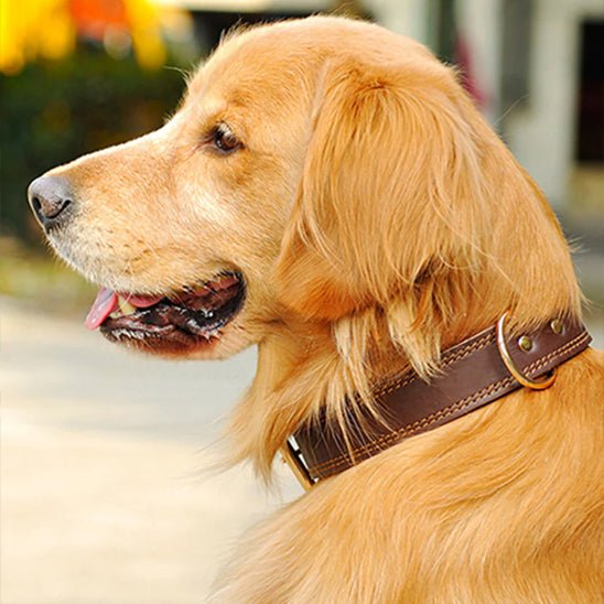 Collier cuir chien | CuirRustik™ - Dognpuppytoys