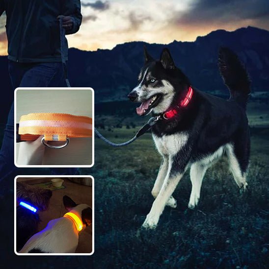 Collier lumineux chien WoofyLight™ | Sécurité, style & visibilité de nuit - Dognpuppytoys