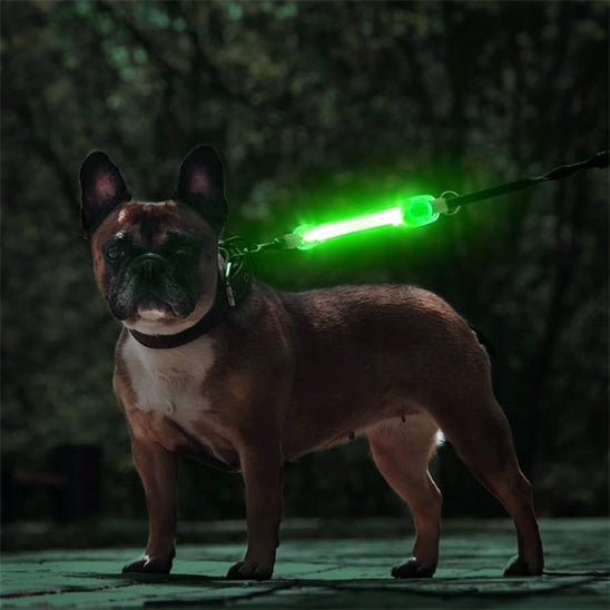 collier lumineux pour chien | HaloPawsâą - Dognpuppytoys