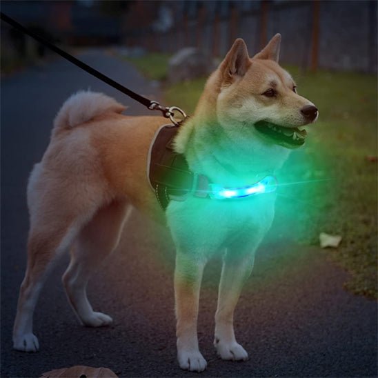 collier lumineux pour chien | HaloPawsâą - Dognpuppytoys