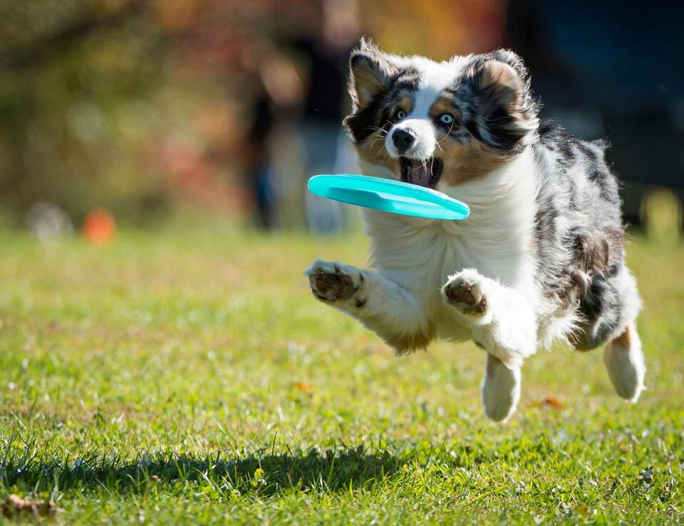 frisbee chien | WoozyPaws™ - Dognpuppytoys