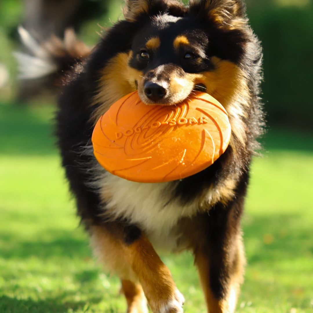frisbee chien | WoozyPaws™ - Dognpuppytoys