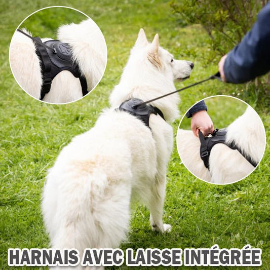 Chien blanc portant un harnais anti traction noir avec laisse intégrée, gros plans sur les attaches et le dos