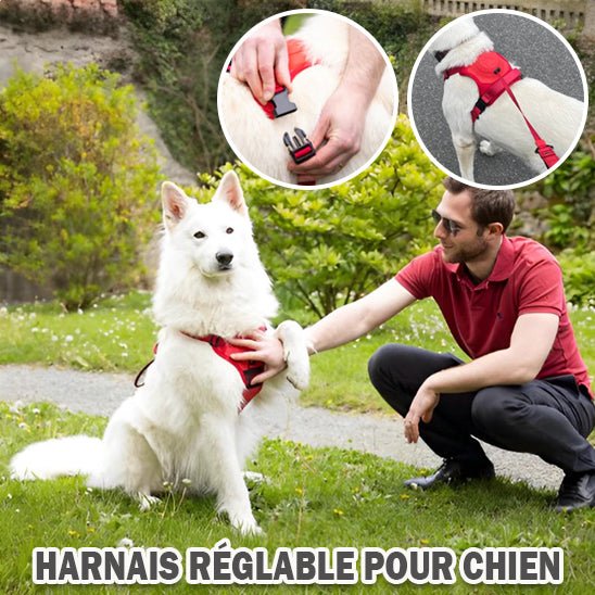 Chien blanc qui donne la patte à son maître, avec un harnais rouge ajustable et pratique