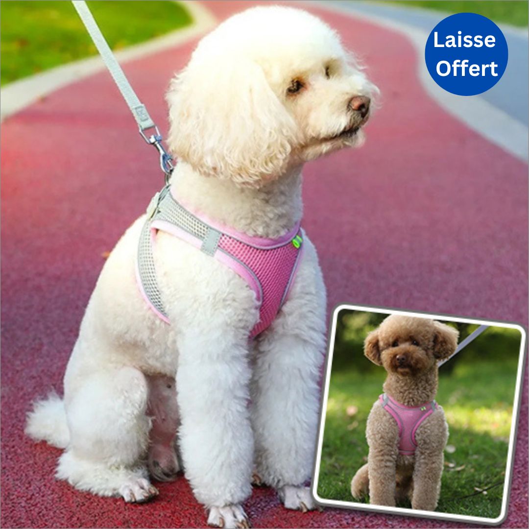 Harnais anti traction chien | CloudMoove - Dognpuppytoys