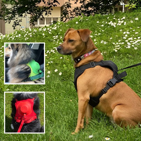 Chien assis dans l’herbe avec harnais noir + aperçu des versions verte et rouge