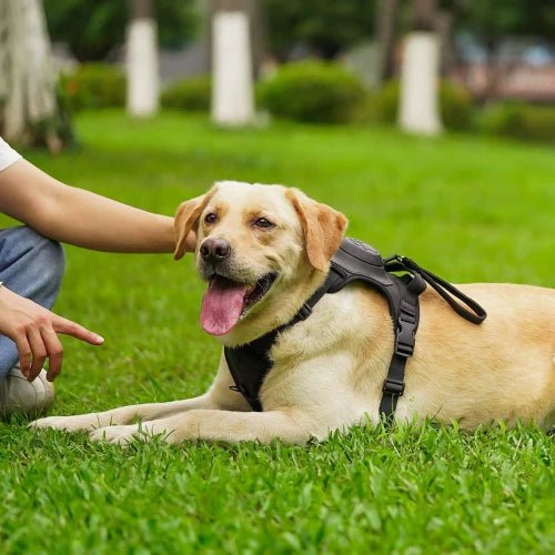 Labrador détendu dans l’herbe avec son harnais anti traction chien bien ajusté