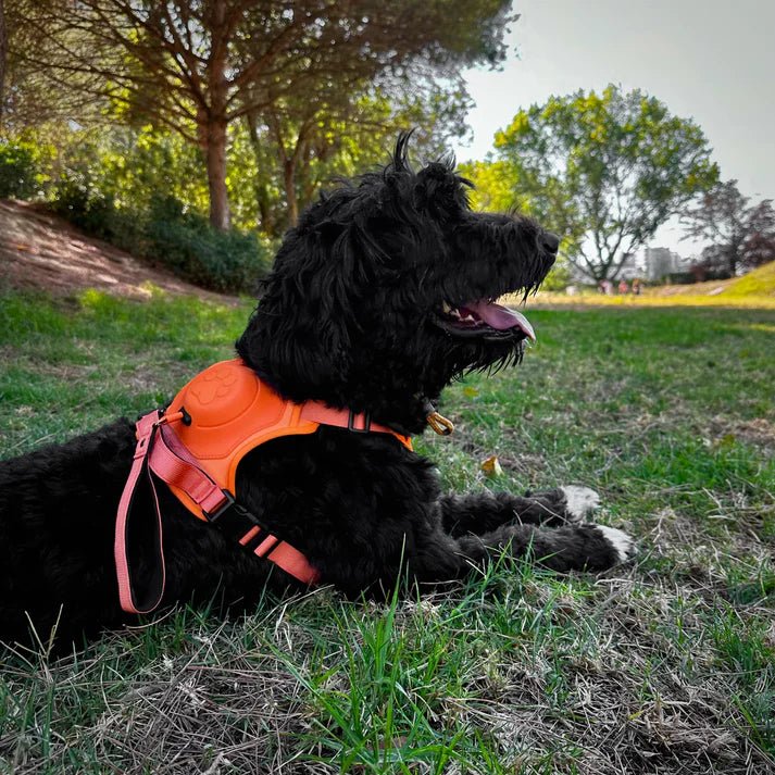 Chien noir couché dans un parc avec un harnais anti traction chien orange adapté aux grandes races