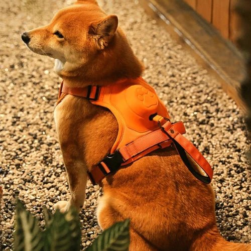 Shiba Inu en mode chill avec son harnais anti traction chien orange stylé - Dognpuppytoys