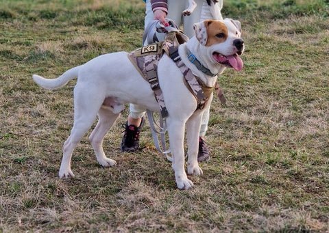 harnais anti traction chien | Paws Army™ - Dognpuppytoys
