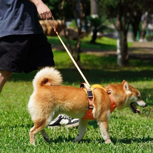 Harnais Anti Traction Chien | PawsCalm™ - Dognpuppytoys