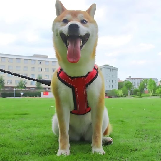 Harnais anti traction | PawsEase™ - Dognpuppytoys