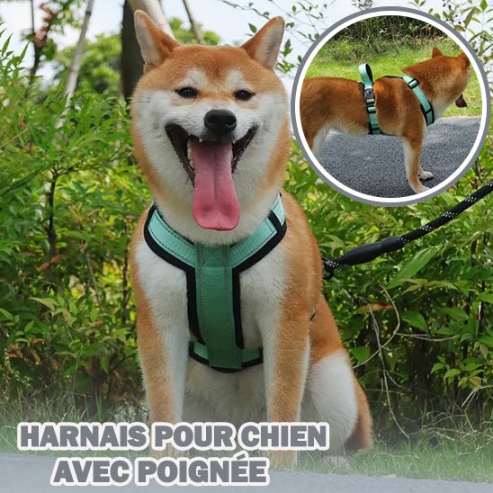 Harnais anti traction | PawsEase™ - Dognpuppytoys