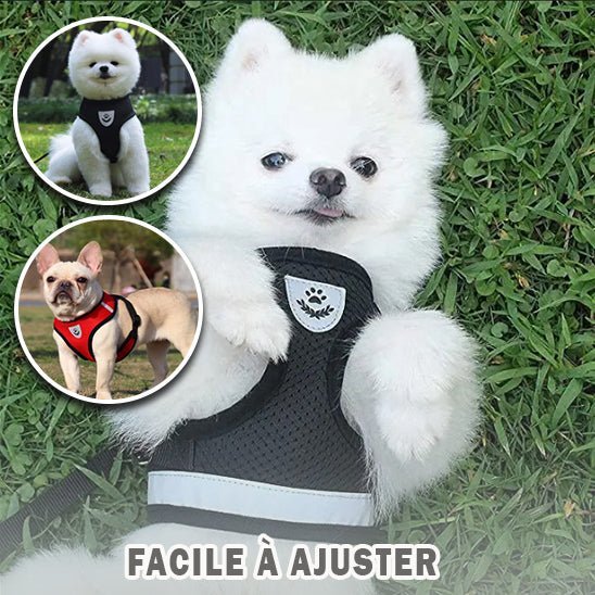 Harnais petit chien | AirNesh™ - Dognpuppytoys