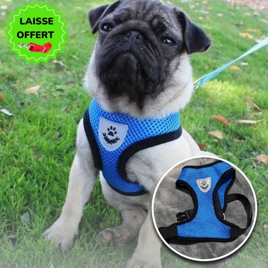 Harnais petit chien | AirNesh™ - Dognpuppytoys