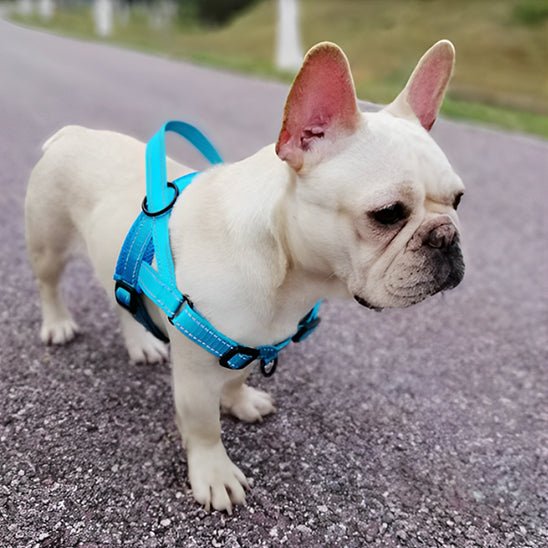 Harnais petit chien / ChiotZen - Dognpuppytoys