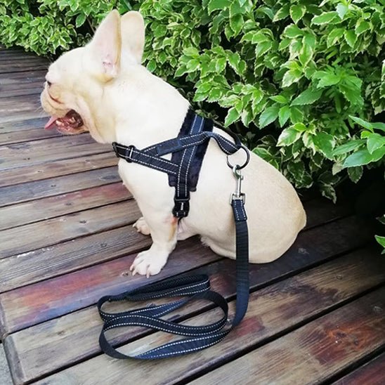 Un carlin prend un pause avec le Harnais petit chien ChiotZen de Dognpuppytoys