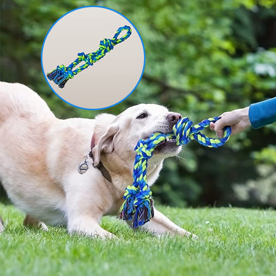 Labrador tirant avec énergie sur son jouet chien indestructible en plein air