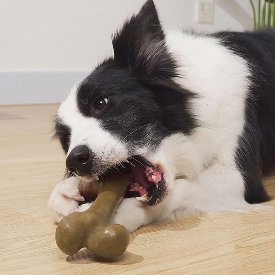 jouet indestructible pour chien - Bonedog™ - Dognpuppytoys