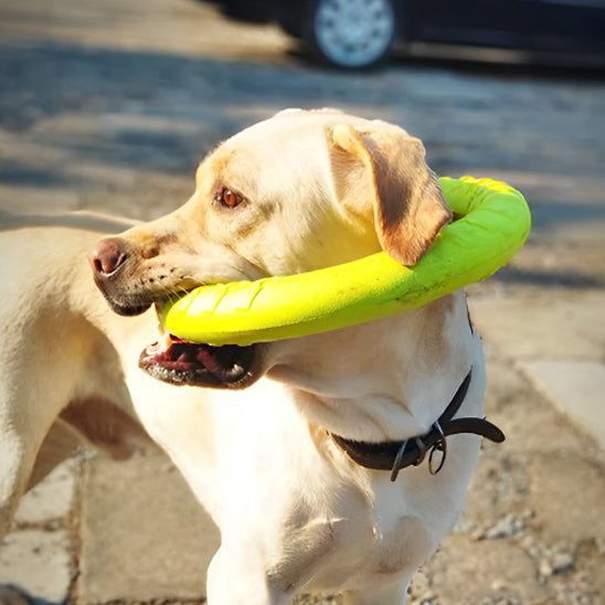 Un chien avec son jouet indestructible pour chien qui regarde son maître.